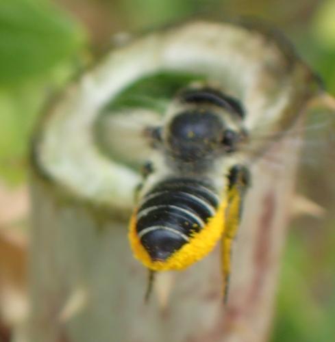 Megachile genalis